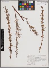 Foto von Salix exigua Nutt.